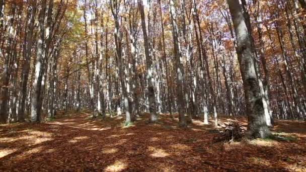 Floresta de faia de outono com folhas caindo — Vídeo de Stock