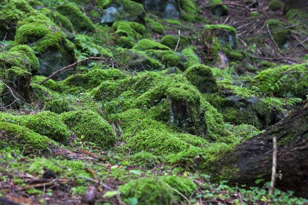 Grön mossa skogsvegetation i fir tree skogen — Stockfoto