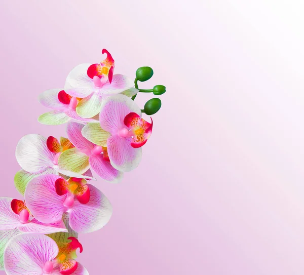 Pink orchid flowers background — Stock Photo, Image