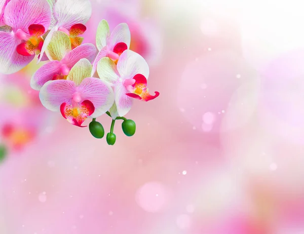 粉红色的兰花花背景 — 图库照片