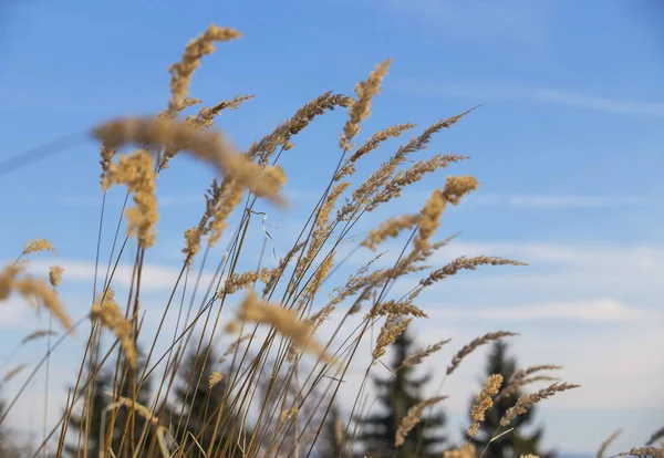 Getrocknete Grasblumen oder Pflanzen, Wiesenblumen Hintergrund — Stockfoto