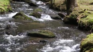 Orman dağ dere akan.