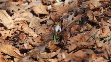 Küçük kardelen çiçek rüzgarla hareket. Bahar çiçekleri
