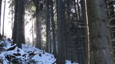 Köknar ağacı ormanda kar yağışı