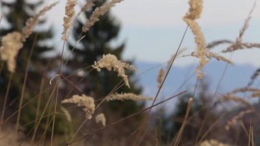  Kurumuş çayır çiçekleri rüzgarda hareket ediyor.