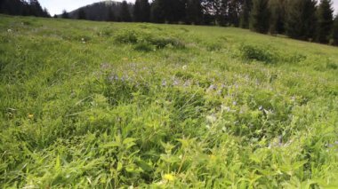 Açık trekking. Çayır trekking Polonyalılar ile geçiş