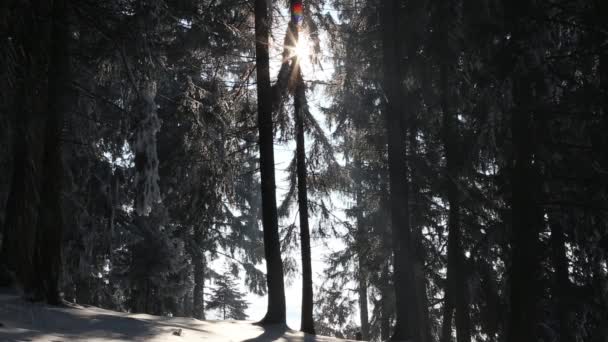 Snowing in the fir tree forest — Stock Video