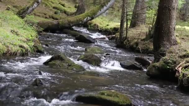 Bosque montaña arroyo que fluye — Vídeo de stock