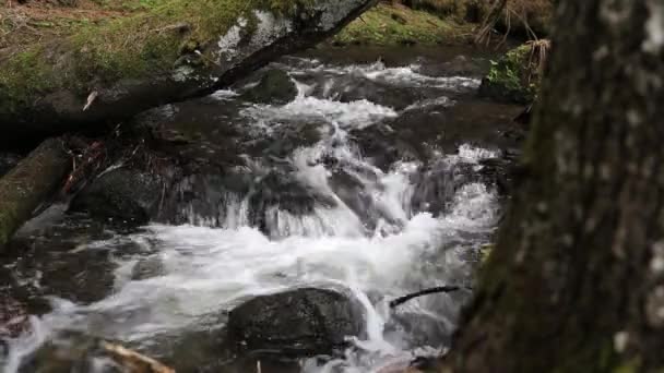 Forest mountain creek stroomt — Stockvideo