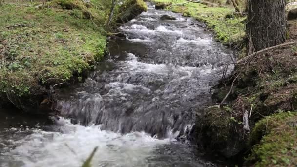 Las góry creek przepływające — Wideo stockowe