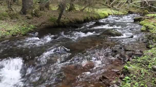 Ruisseau de montagne forestier qui coule — Video