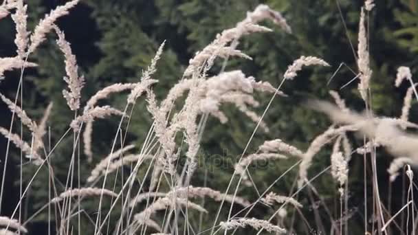 Луговые сушеные цветы, движущиеся по ветру — стоковое видео