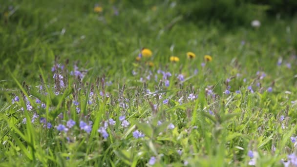 Flores de prado de primavera que se movem no vento — Vídeo de Stock