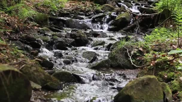 Floresta riacho de montanha fluindo — Vídeo de Stock