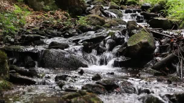 Floresta riacho de montanha fluindo — Vídeo de Stock