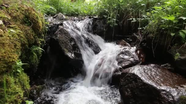 Erdő hegyi patak folyik — Stock videók