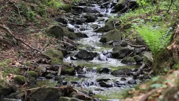 Floresta riacho de montanha fluindo — Vídeo de Stock