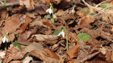 arı polen bahar kardelen çiçek arıyorsunuz
