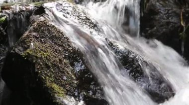 Orman dağ dere akan.