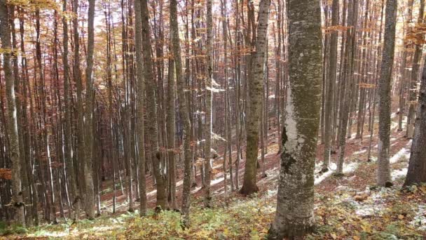 Floresta de faia de outono com folhas caindo na luz quente de outubro — Vídeo de Stock