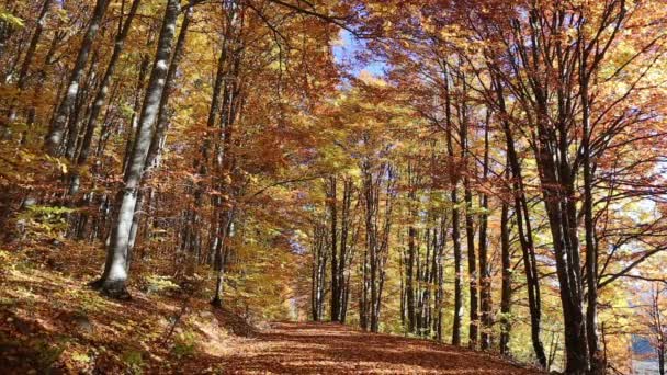 Bosque de haya de otoño con hojas que caen en la cálida luz de octubre — Vídeos de Stock