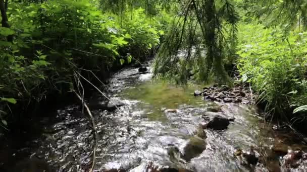 Bosque montaña arroyo que fluye — Vídeos de Stock