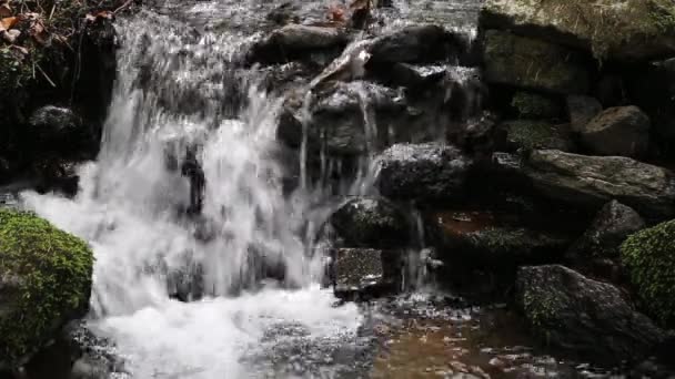 Foresta torrente di montagna che scorre — Video Stock