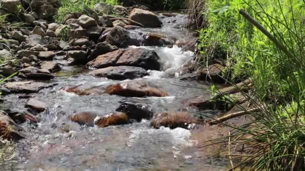 Ruisseau de montagne forestier qui coule — Video