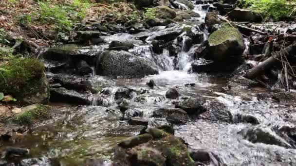 Foresta torrente di montagna che scorre — Video Stock