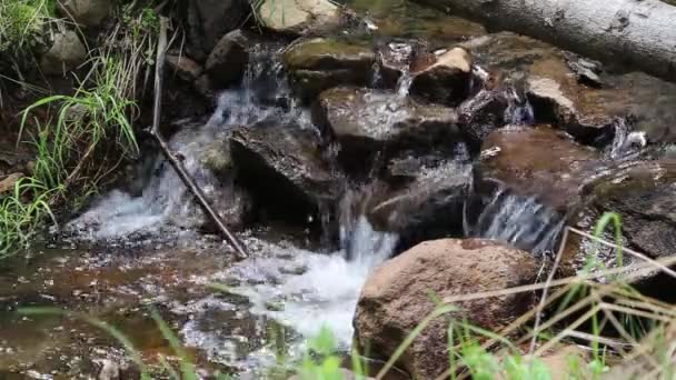 Forest mountain creek stroomt — Stockvideo