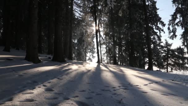 Neve nella foresta di abeti — Video Stock