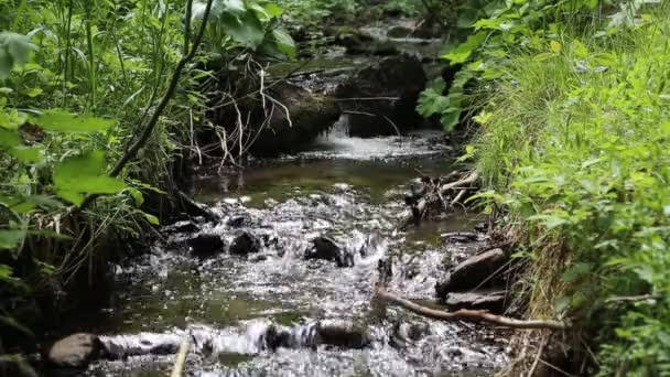 Ruisseau de montagne forestier qui coule — Video