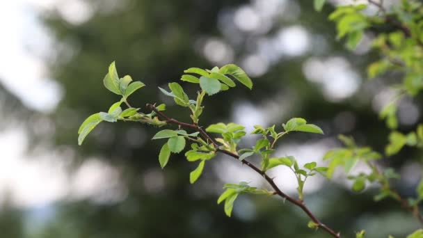 Ramo di cespuglio verde che si muove sul vento — Video Stock