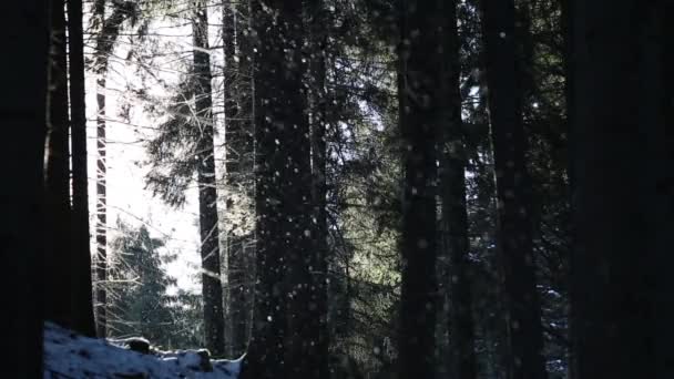 Nevando na floresta de abetos — Vídeo de Stock