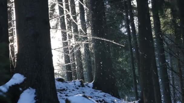 Snowing in the fir tree forest — Stock Video