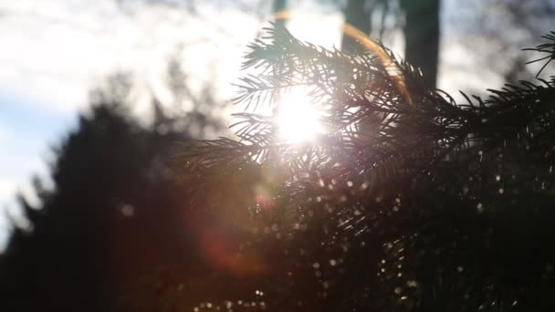 Rayos de sol a través de las ramas de abeto — Vídeo de stock