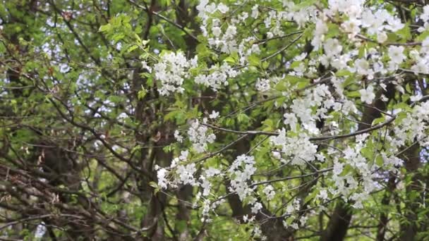 Kaunis kevät kukkii — kuvapankkivideo