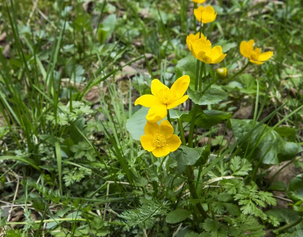 Marsh marigold κίτρινο λουλούδια στο γρασίδι — Φωτογραφία Αρχείου