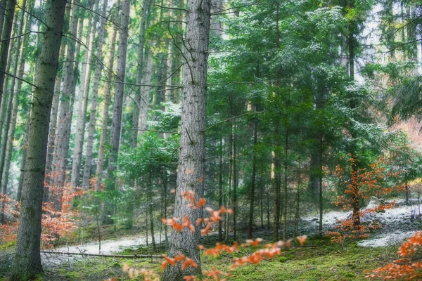 Лес с еловыми деревьями и растительностью, природный лесной ландшафт — стоковое фото