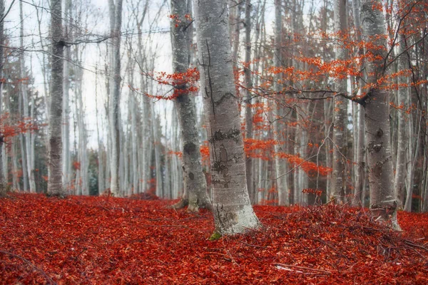 Floresta de faia de outono com tapete vermelho seco brilhante de folhas — Fotografia de Stock