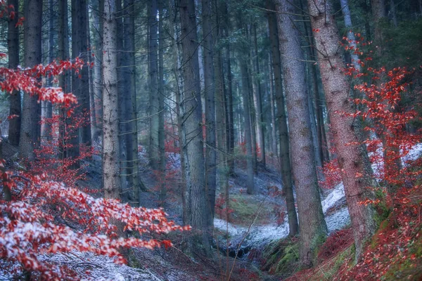 Magische sombere donker boslandschap met heldere rode beuken, — Stockfoto