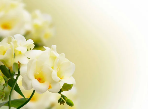 Schöne gelbe Freesia-Blumen auf Bokeh-Hintergrund — Stockfoto