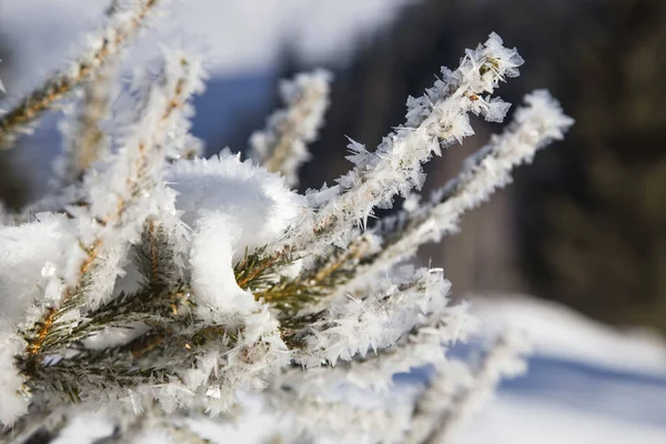 Χειμωνιάτικο τοπίο. Κατεψυγμένα άχνη closeup κλαδιά δέντρων ελάτης — Φωτογραφία Αρχείου