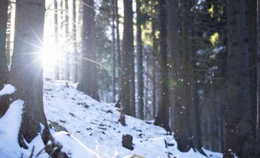 Kış sahne. Çam ağaçları ile ormanda kar yağışı