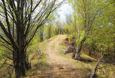 Bahar mevsimi yeşil ağaçların üzerinden yol