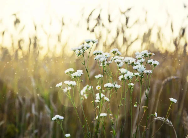 Flores de camomila selvagens no prado, ervas medicinais naturais — Fotografia de Stock