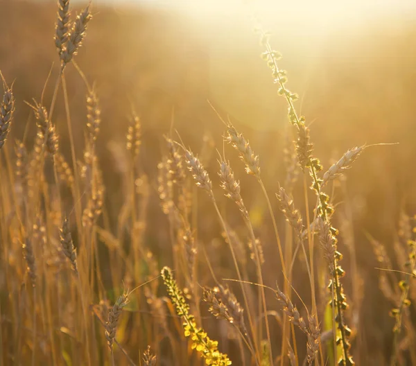 Goldene Weizenfelder über der Wiese in der goldenen Sonne — Stockfoto