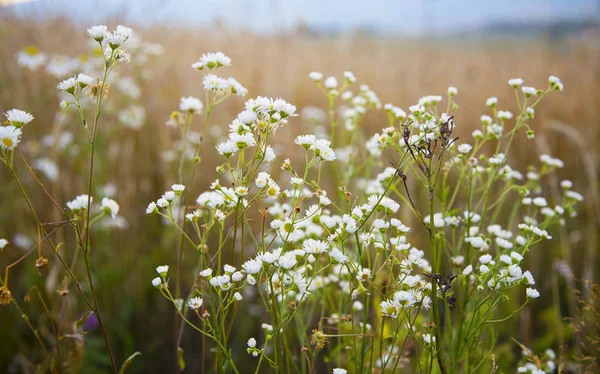 Prado flores de camomila selvagens, flores medicinais sobre o prado — Fotografia de Stock
