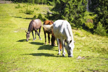 Yeşil tepede, güzel sahne otlatma güzel Vahşi atlar 