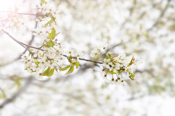 Весна цветет дерево, цветы цветут — стоковое фото